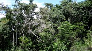 Image result for Macropsychanthus