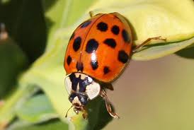 The Benefits And Problems Associated With Asian Lady Beetles Pf Harris