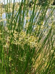 Image result for Juncus