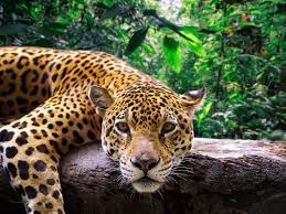 Find out the latest on your favorite nfl teams on cbssports.com. Why Jaguars Are Under Siege