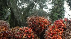 5 sime darby plantation's strategies and future plans. Malaysia S Sime Darby Expresses Interest In Buying Indian Firm Ruchi Soya