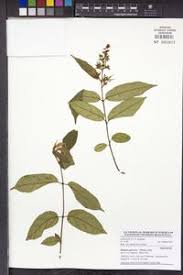 Image result for Motandra paniculata