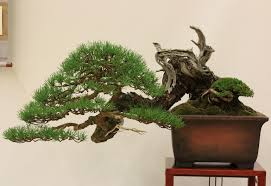 We sift out the dust. Types Of Pines Swindon District Bonsai