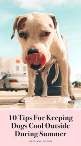300 How To Cool Down A Dog Ideas In 2021 Your Dog Dogs Pets