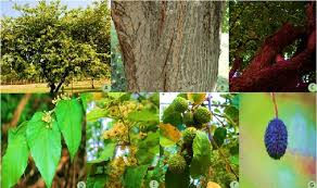 Image result for Guazuma