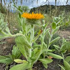 Image result for Pentanema