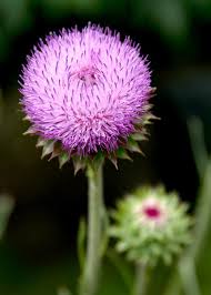 Also called false purple thistle. Use Weedkiller Spray To Take Out Dollar Weed Wacotrib Com
