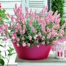 Diascia Plant Sundiascia Blush Pink Flowers That Are Continuous A Brand New Type Of Diascia That Is Fully Hardy So Sutton Seeds Pink Perennials Pink Plant