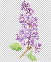 Lilac Flower Drawing Tattoo Watercolor Painting Png Clipart Botanical Illustration Branch Cartoon Deco Flower Drawing Watercolor Paintings Tattoo Drawings