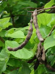 Image result for Erythrina × coddii