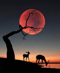 La Naturaleza Es Para Los Seres Vivos Lo Que El Amor Es Para Los Poetas Imagenes Bonitas Paisajes Fotos Bonitas Paisajes Fotografia Naturaleza