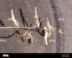 Image result for Eragrostis nindensis