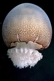 The death cap mushroom (amanita phalloides) is one of the deadliest mushrooms in the world. Strange Beauty Jellyfish Of The Nc Coast Coastal Review