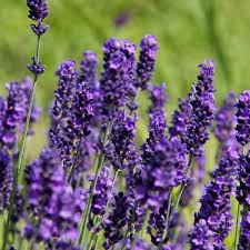 Here you can explore hq lavender plant transparent illustrations, icons and clipart with filter setting polish your personal project or design with these lavender plant transparent png images, make it. Lavender Hidcote Hedge Plants Lavandula Angustifolia Hidcote Hedge
