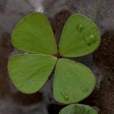 Image result for Marsilea macrocarpa