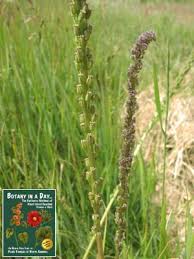 Image result for Juncaginaceae