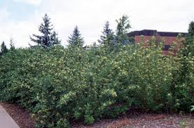 Image result for Sericorema sericea