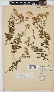 Image result for Nidorella auriculata