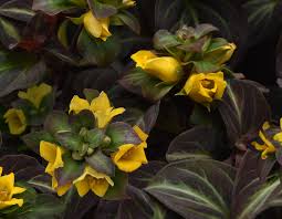 Image result for Lysimachia