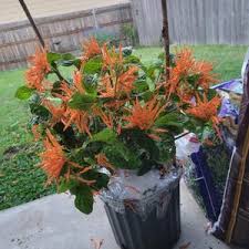 Image result for Justicia francoiseana