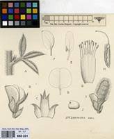 Image result for Adenocarpus mannii