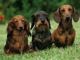 The dachshund dog breed is bred and shown in two sizes: Are Dachshunds Hypoallergenic