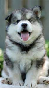 Husky Wallpaper Hd Para Android Apk Baixar