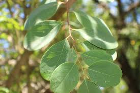 Image result for Cleistanthus