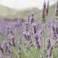 Mt Holdsworth Lavender & Flower Farm - Lavender Magic 61 Blakes Rd Event Image