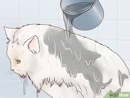 Brushing is a soothing experience for cats. How To Groom A Long Haired Cat With Pictures Wikihow