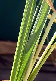 Image result for Agrostis epigejos