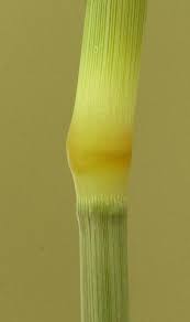 Image result for Pogonarthria