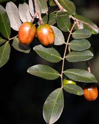 Image result for Chascanum schlechteri