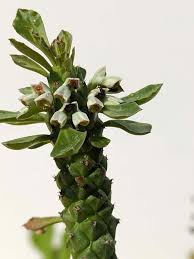 Image result for Monadenium rugosum