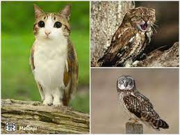 Meowls Are A Gorgeous Cat Owl Hybrid That The Mad Scientists Of The Internet Have Created Gorgeous Cats Animal Mashups Hybrid Cat