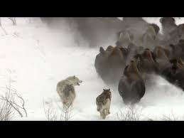 Download Great Wild Fight Animal Video 3gp Mp4 Codedfilm