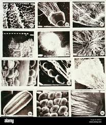 Image result for Berkheya zeyheri