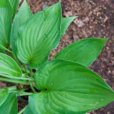 Image result for Hosta fortunei albomarginata