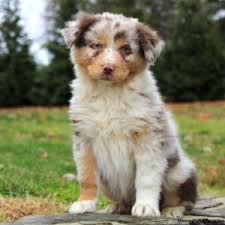 Miniature australian shepherd · chickamauga, ga. Australian Shepherd Puppies For Sale Greenfield Puppies