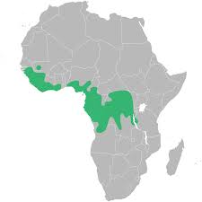 Image result for Anthonotha macrophylla