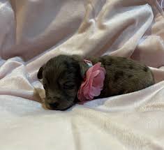 Designer biro yorkie puppies are a new small breed of yorkshire terrier, after two german breeders. Poodle Puppies For Sale Mount Gilead Nc 354636