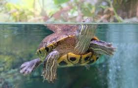 This is a species where males tend to be a bit smaller than females. Yellow Bellied Slider Care Diet Size Tank Setup Everything Reptiles