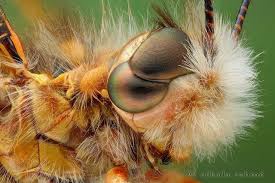 Divided Compound Eyes Beautiful Bugs Insects Close Up Photos
