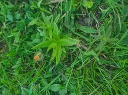 Image result for Pentarrhinum insipidum