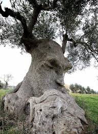 The Thinking Tree Ancient Olive Tree In Puglia Italy Weird Trees Ancient Tree Unique Trees