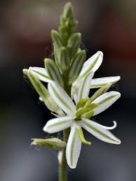 Image result for Trachyandra saltii