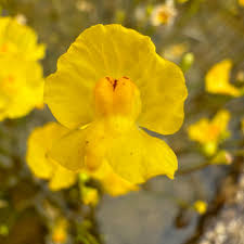 Image result for Utricularia gibba