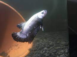 Our newly arrived stock of platinum plakat bettas! Friend2fish Ø¯Ø± ØªÙˆÛŒÛŒØªØ± G Our First Post On Twitter This Is My Platinum Dragon Scale Betta Follow Us On Instagram Fish Tank Aquarium Fishhobby Fishkeepinghobby Freshwater Freshwaterfish Fishtank Aquariumfish Aquascape Betta Bettafish