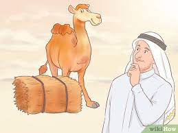 Great desert expedition log i. How To Buy A Camel With Pictures Wikihow