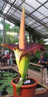 Image result for Amorphophallus abyssinicus